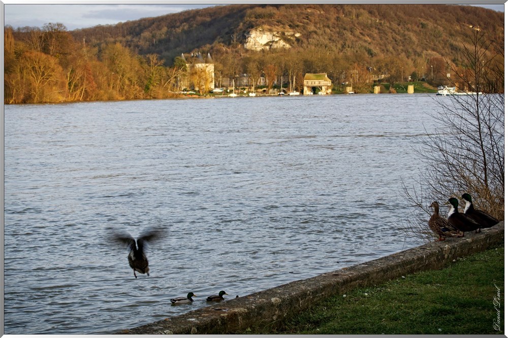 canards-sur-seinew